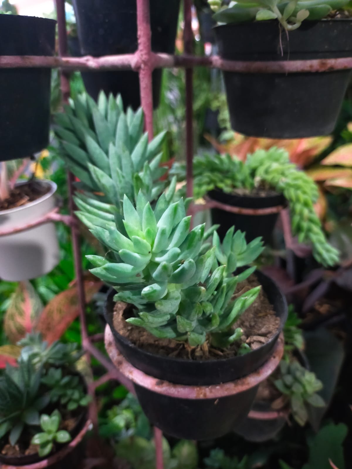  pale stonecrop
