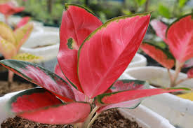 aglonema merah