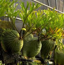 platycerium ridleyi