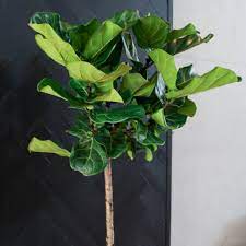 Peace Lily
