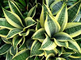 Sansevieria